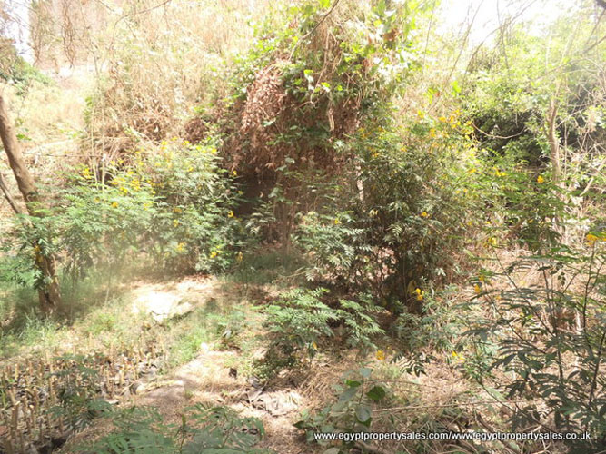 LAN504S Piece of land for sale in Awamia East bank Luxor