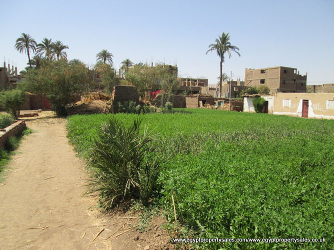 LAN506S Piece of land in Djorf West bank Luxor