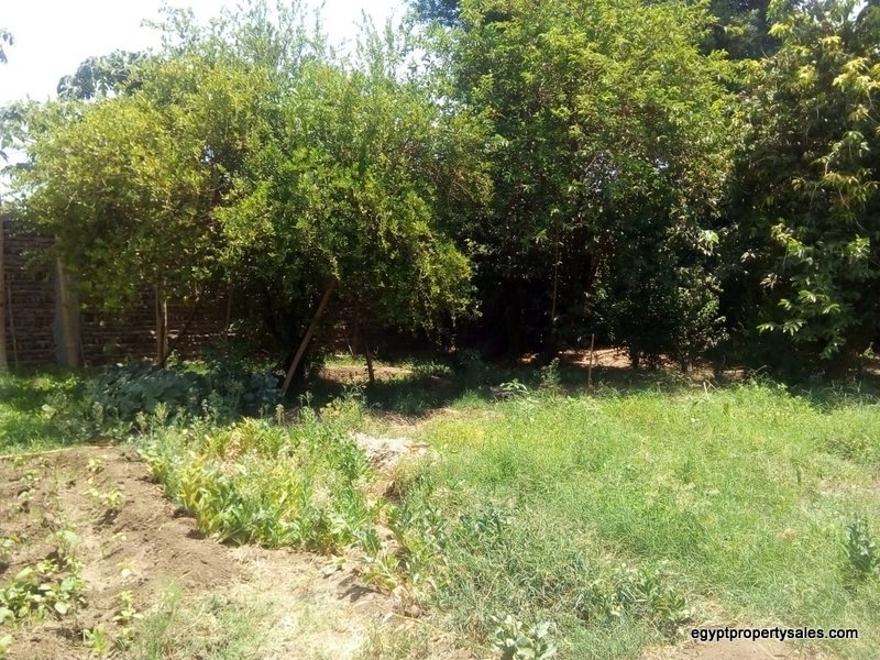 LAN2217S Land of 700 sqm for sale with some fruit trees in a quiet area in front of the Nile from the West Bank of Luxor, Djorf